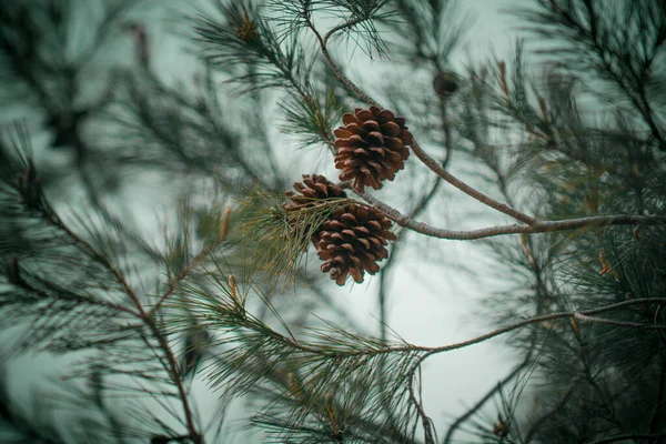 Closeup View Fir Tree Branch Cones — Stock Photo, Image