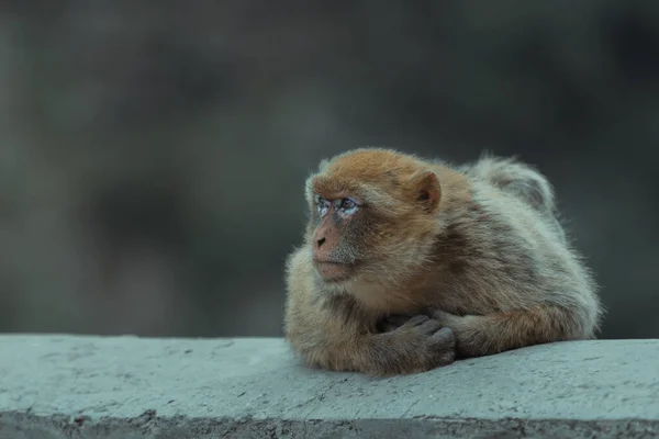 Primer Plano Lindo Macaco Mirando Cámara Con Fondo Borroso Naturaleza — Foto de Stock