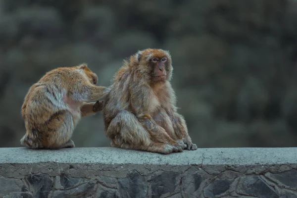 Primer Plano Pequeño Macaco Lindo — Foto de Stock