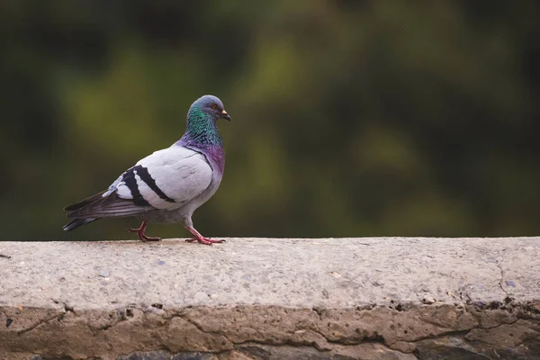 Pigeon Sits Stone Fence — Stock Photo, Image