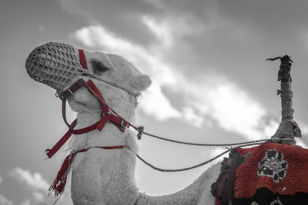 サハラ砂漠でのラクダ — ストック写真