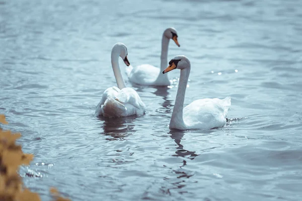 Cygne Sur Lac Images De Stock Libres De Droits