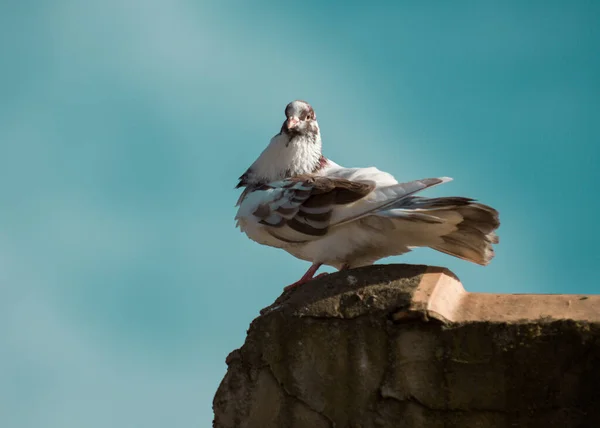 Pigeon Assis Sur Sol — Photo