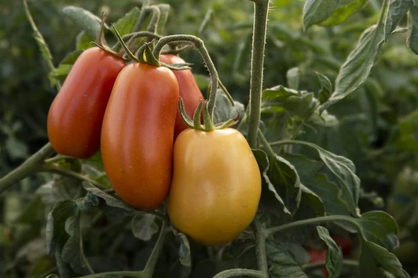 Dojrzałe Pomidory Gałęzi Ogrodzie — Zdjęcie stockowe