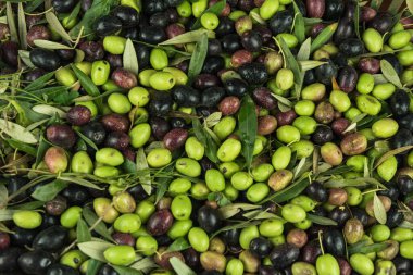 Beyaz arkaplanda yeşil zeytin