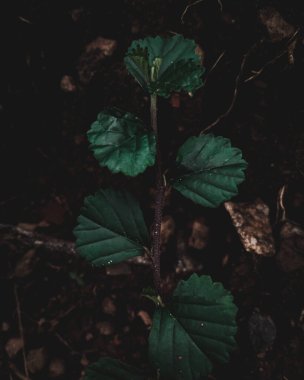 Düz Çemberli bitki ve koyu renkli yapraklar..