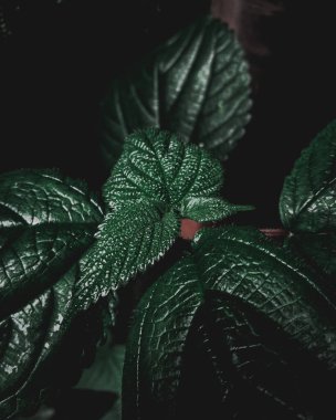 Yüksek desenli izole bitki. Karanlık gölgelerde yapraklar..