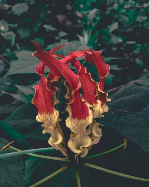 Gloriosa Superba Також Відомий Fire Lillis Похмурою Зеленою Темою — стокове фото