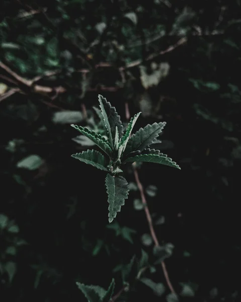 Arka plandan tamamen izole edilmiş küçük bir bitki dalının yakın plan çekimi..