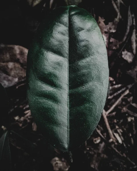 Primer Plano Una Hoja Muy Lisa Con Ambiente Oscuro Malhumorado — Foto de Stock