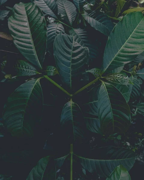 Y biçimli ağaç dalı yapısı, karamsar yeşil tema.