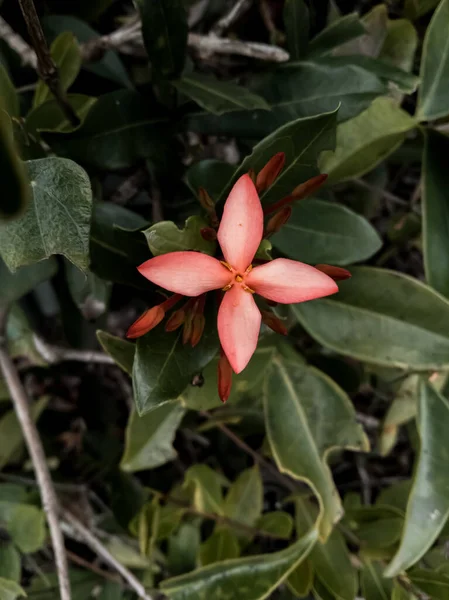 Closeup Κόκκινο Αντιλλών Γιασεμί Λουλούδι — Zdjęcie stockowe