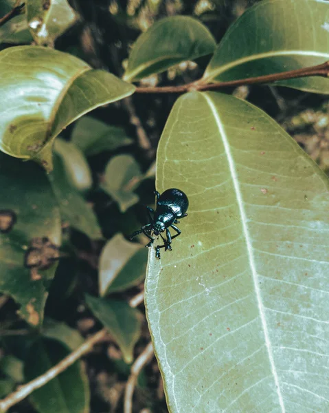 Makro Nahaufnahme Eines Insekts Namens Blauer Milchkraut Käfer — Stockfoto