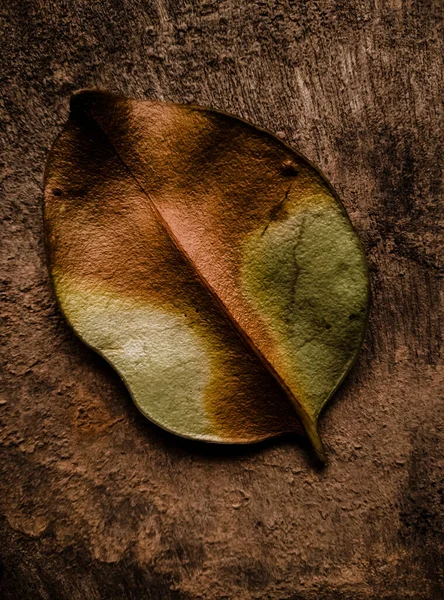 Primer Plano Una Hoja Sobre Fondo Marrón — Foto de Stock