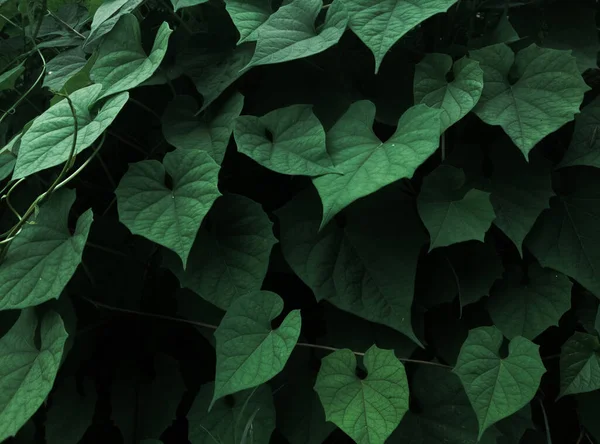 Yumuşak ışıklandırmalı bir Yaprak grubu