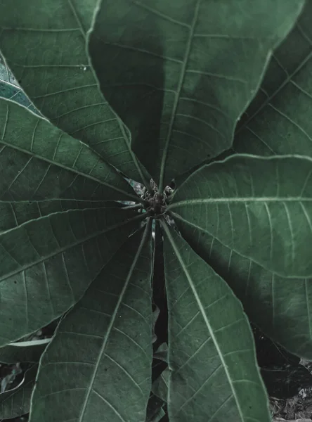 Top down shot of a plant with Long Leaves, Foliage, Selective Focus, Moody theme.
