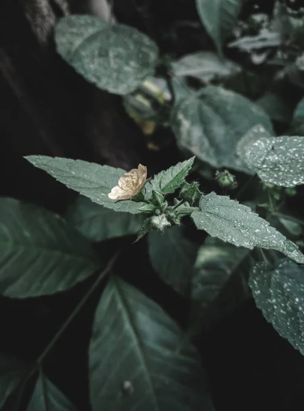 Yaprak arkaplanı, yeşillik, seçici odak, karamsar temalı sarı çiçeğin izole edilmiş görüntüsü.