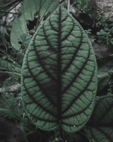 Koyu Damarlı Yaprak, Yaprak, Seçici Odak, Karamsar Tema.