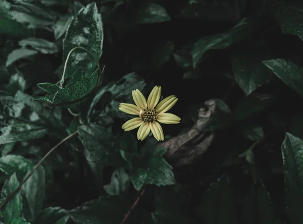 Top Shot Wedelia Flower Foliage Selective Focus Moody Theme — стокове фото