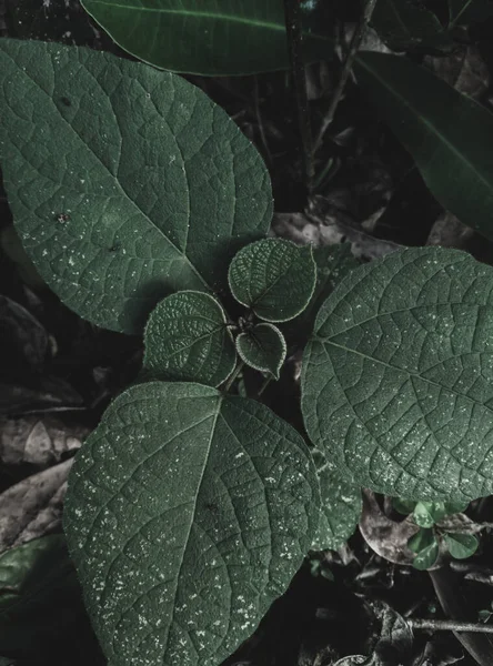 Maça biçimli yapraklar, Desen, Yaprak, Seçici Odak, Moody Teması.
