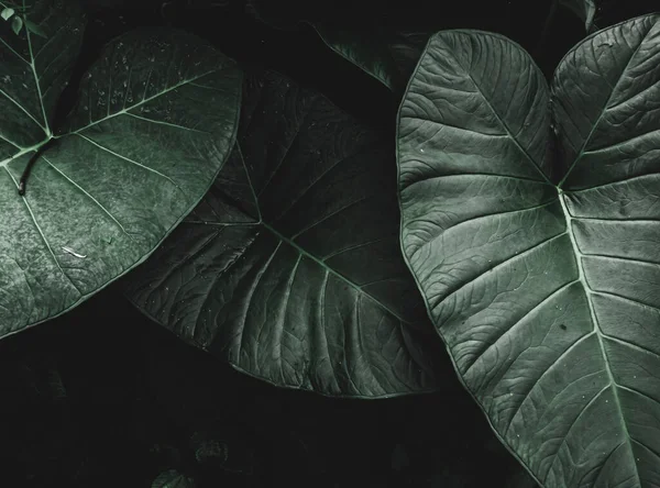 Tropikal Yaprakların Arkaplanı, üç büyük tropikal yaprak, Yeşillik, Seçici Odak, Huysuz Tema.
