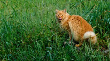 The cat's funny face