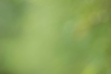 Abstract green blurred background and sunlight.