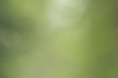 Abstract green blurred background and sunlight.