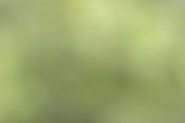 Abstract green blurred background and sunlight.