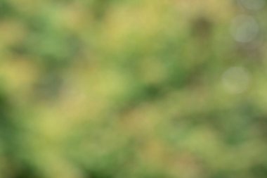 Abstract green blurred background and sunlight.