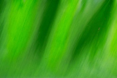 Soft focus of green leaf, Green spring, Beautiful background, Abstract green color