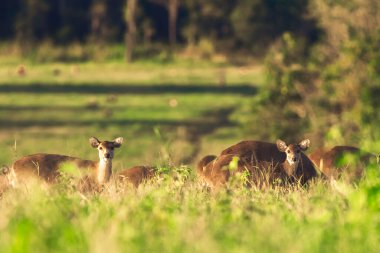 Beautiful moment of hog deers in a natural condition at sunset. Fantastic wildlife in thailand.