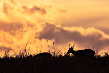 Beautiful moment of hog deers in a natural condition at sunset. Fantastic wildlife in thailand.