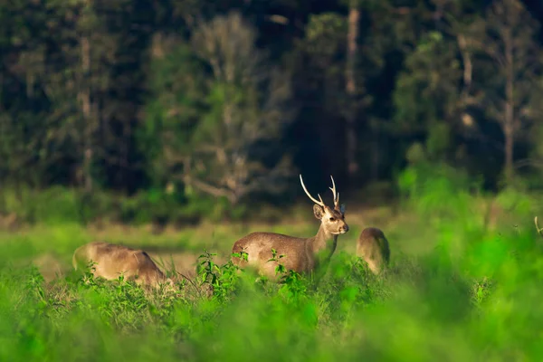 Beautiful moment of hog deers in a natural condition at sunset. Fantastic wildlife in thailand.