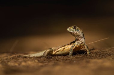 Close-up of Butterfly lizard, Small-scaled lizard, Ground lizard stand on ground with sunlight.