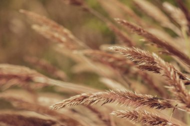 Fotokopi alanı olan güzel bir çiçek arkaplanı. Eski renk arkaplanı.