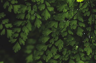 Yeşil eğreltiotu yapraklarının doğası yazın güneş ışığıyla birlikte bahçede. Bahar arkaplanı çevre ekolojisi veya yeşil duvar kağıdı olarak kullanılan doğal yeşil yaprak bitkileri.