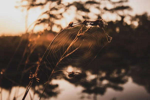 Περίληψη Του Ξηρού Αγριολούλουδου Ζεστό Ηλιοβασίλεμα Χρυσή Ώρα Την Ώρα — Φωτογραφία Αρχείου