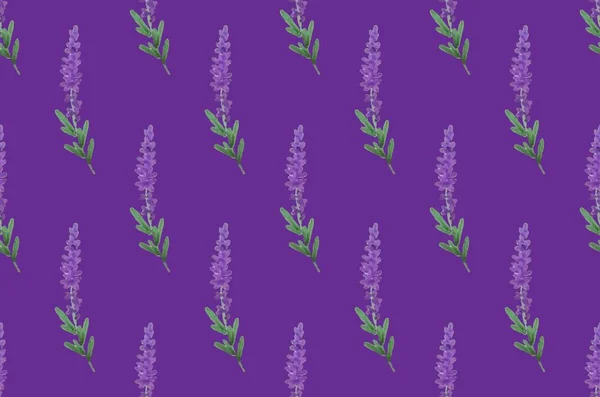 Sömlöst Mönster Lavendel Blommor Vit Bakgrund Blommönster Med Lavendel För — Stock vektor
