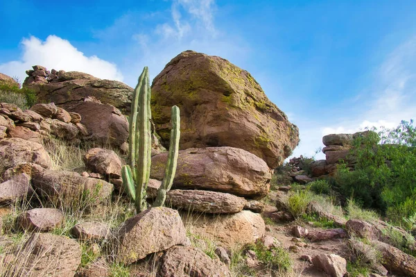 Mexican desert landscape with stones and cactus to background