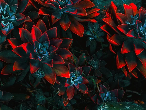 Kırmızı sulu çiçekli duvar kağıdı