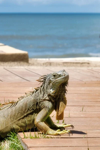 メキシコの緑のイグアナとビーチのコピースペース — ストック写真