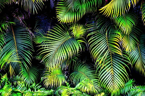 Eine Palme Textur Hintergrund Mit Copyspace — Stockfoto