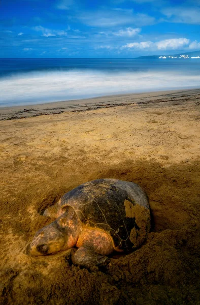 A Photo of turtle laying her eggs on the beach with the beach in the background and copyspace