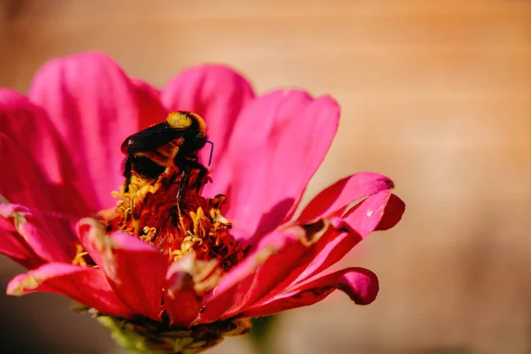 Μια Μέλισσα Μέσα Ένα Λουλούδι — Φωτογραφία Αρχείου