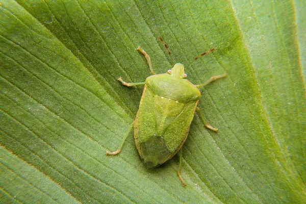 Eine Makrofotografie Von Insekten Die Als Grüne Käfer Auf Grünem — Stockfoto