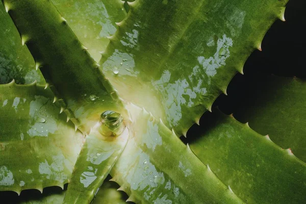 Aloe Vera Cactus Background Copyspace Right — Stock Photo, Image