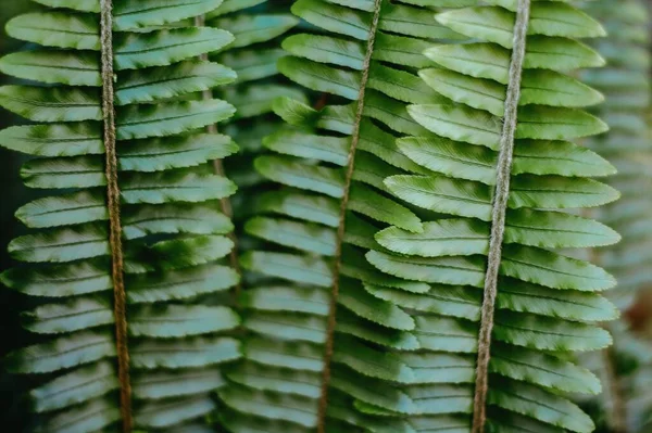 Green Fern Leaves Background Copyspace — Stock Photo, Image