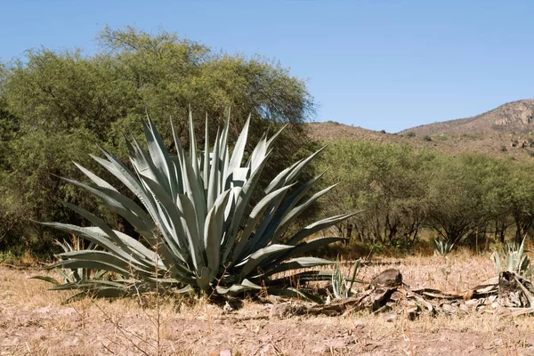 Maguey Blue Sky Background Copyspace Right — Stock Photo, Image