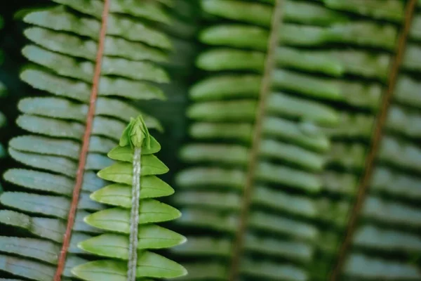Green Fern Leaves Background Copyspace — Stock Photo, Image